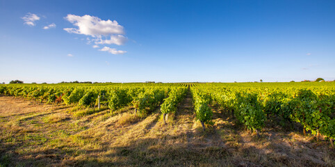 Fototapeta na wymiar Vigne au soleil dans un vignoble en France.