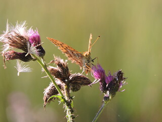 Schmetterling auf rosa Blüte
