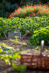 Petit jardin potager, panier en osier et arrosoir abandonnés par le jardinier. © Thierry RYO