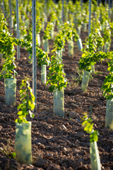 Fototapeta na wymiar Jeunes plants de vigne en terre au printemps.