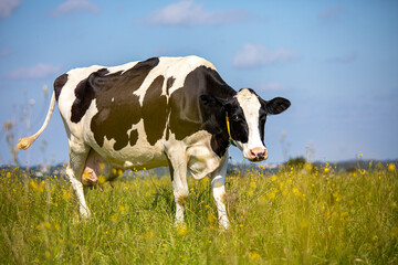 Vache laiti&egrave;re au champ les pieds dans l'herbe au printemps.
