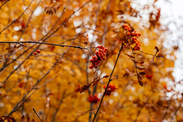 A branch of ripe rowan berries grows on a tree. Food for birds on mountain ash branches. The autumn time has come.