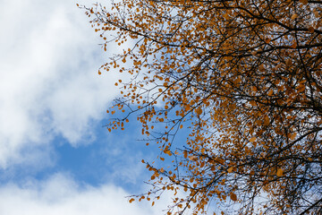 View of the blue sky with light clouds through the branches of aspen with bright yellow autumn foliage.