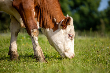 Vache laitière au champ en train de brouter l'herbe fraiche et verte.