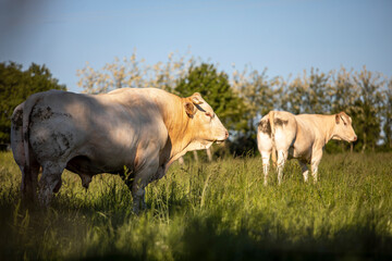 Troupeau de bœuf ou vache dans les champs en campagne.