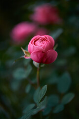 Beautiful tiny rose button, garden flower