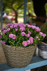Beautiful flowers in the Provence garden