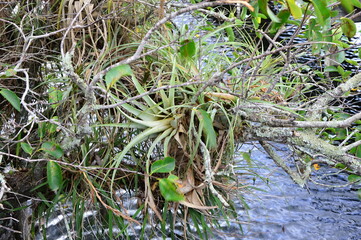 Sumpf Landschaft im Everglades National Park, Florida