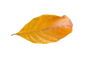 Dry leaf isolated on white background...