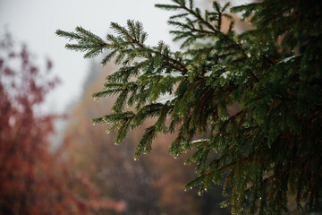 spruce vesta after the rain with hanging drops on needles
