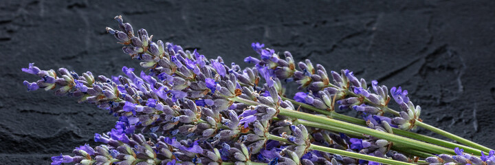 Lavender flower panorama on a black background. Aromatic herb. Lavandula panoramic banner