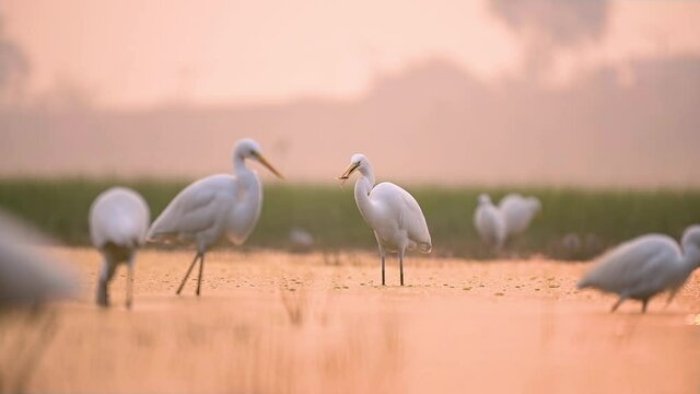 Great egrets fishing in Sunrise 
