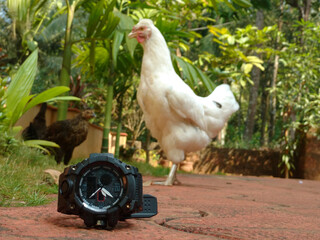 A watch placed on the ground with a hen and chicks in the background