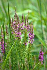Purple loosestrife in bloom closeup portrait view with selective focus on foreground