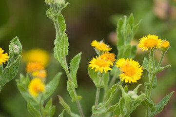 Common fleabane in bloom closeup view with selective focus on foreground