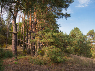 a colorful golden autumn in pine forest