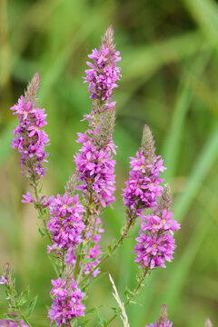 Purple loosestrife in bloom closeup view with blurry background