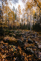 autumn October birch forest covered with yellow leaves