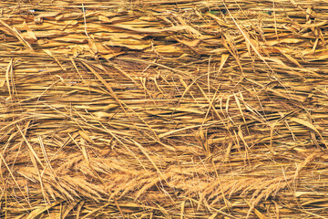 Gold wheat and ears background pattern. Concept of great harvest and productive seed industry. Background for bread, biscuits, cereals or farm food 