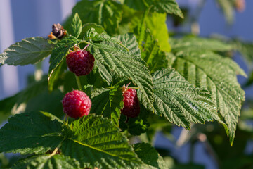 Large ripe red berries of varietal raspberries hang on the branches. 