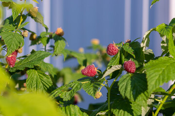 Large ripe red berries of varietal raspberries hang on the branches. 