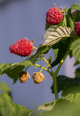 Large ripe red berries of varietal raspberries hang on the branches. 