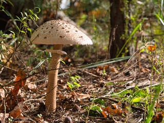 beautiful edible mushroom in a pine forest