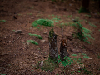 Two felled trees in the forest.