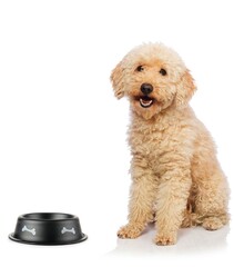 Nice poodle dog isolated on white
