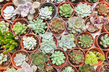 Mini pot with various types of succulents display on rack in a plant nursery store. Directly above view image.