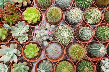 Mini pot with various types of cactus display on rack in a plant nursery store. Directly above view image.