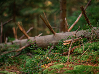 Felled tree in the forest