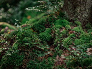 Obraz premium Forest plants.