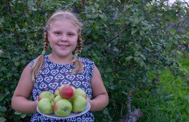 The girl holds in her hands large, delicious, ripe apples grown in the country.