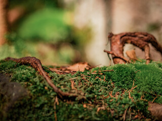 Rooted stone