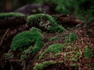 Moss covered forest stone