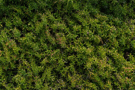 Green fence background image. Hedgerow texture. Green lence desktop background. . High quality photo