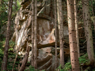 Coniferous tree on the background of the rock