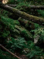Forest nature in the mountains