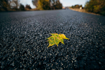 Autumn leaves on asphalt road