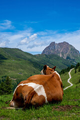 Fototapeta na wymiar Kuh liegt im Gras am Berg und genießt den Ausblick auf die Berge