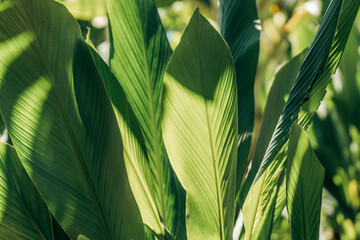 Green leaves and light, Closeup of green nature leaf in garden