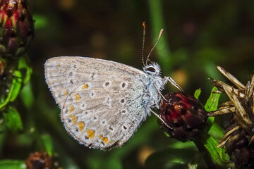 Farfalla