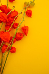 Fototapeta premium The orange flowers of physalis are isolated on a yellow background. Dried flowers. Autumn template. Warm. cozy and bright autumn. The palette of autumn colors