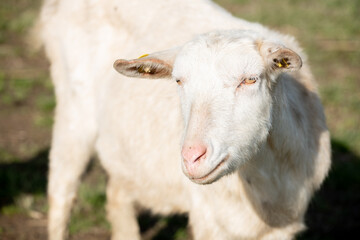 Animal liberation - rifugio animali liberi Capre
VEGAN