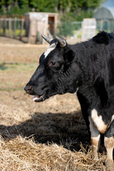 Animal LIberation - Animali liberi Mucca rifugio