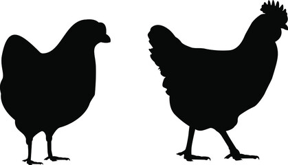 Vector chicken silhouette isolated on white background