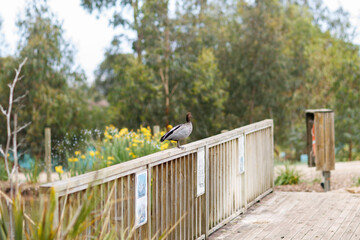 dick sitting on the edge of a wooden bridge at a park in Adelaide, South Australia