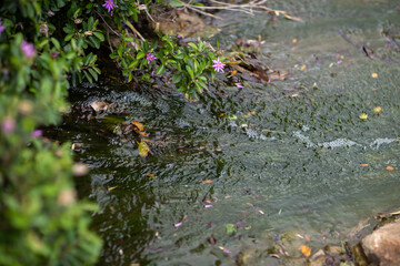 water from a small creek in a park in Adelaide, South Australia