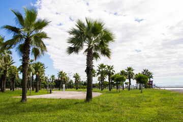 Palm trees in park of the beach, Anaklia, Georgia